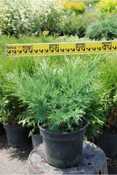 Ялівець козацький Блю Донау - 3л/вис.20-25см/Ø30-40см